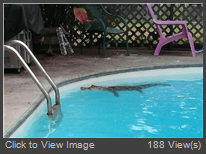 Pool Gator.jpg