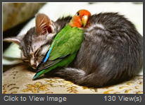 Cat-With-Parrot-Sleeping-Bird-Picture.jpg