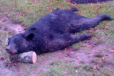 bear2.jpg