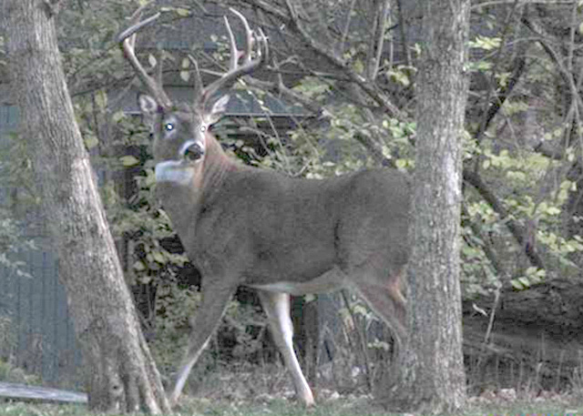 buck.jpg