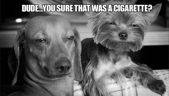 doggiedope.jpg