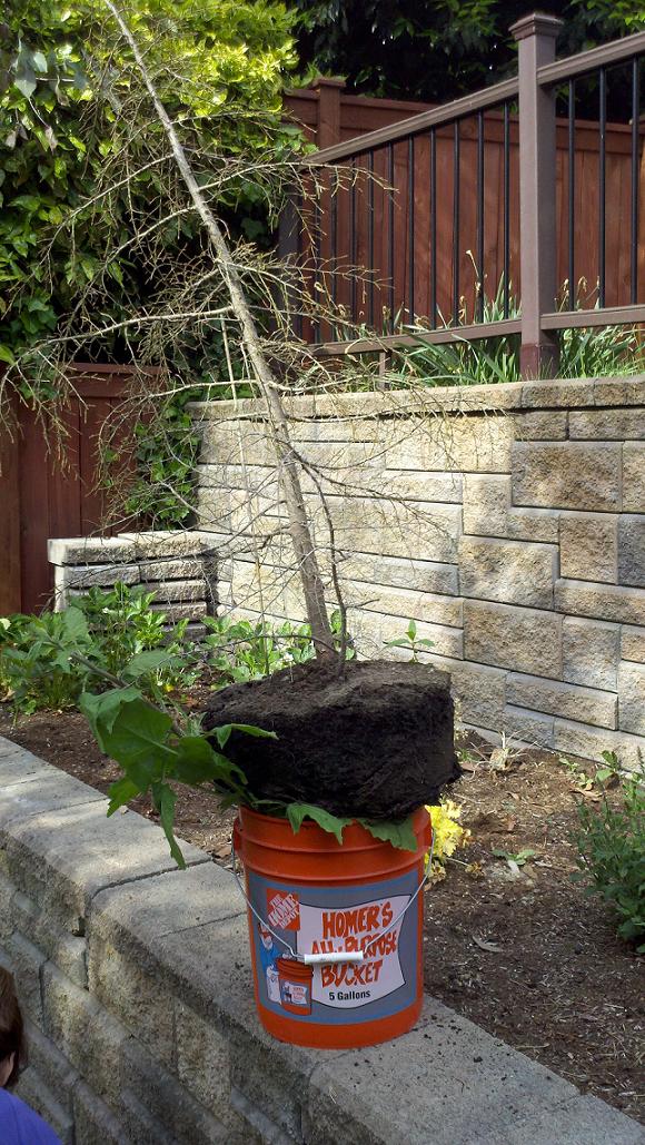 gardening.jpg