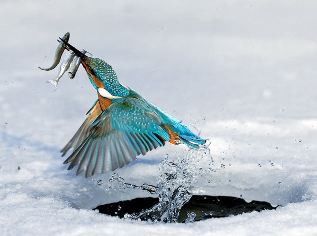 bird.jpg