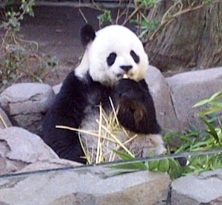 Panda.jpg