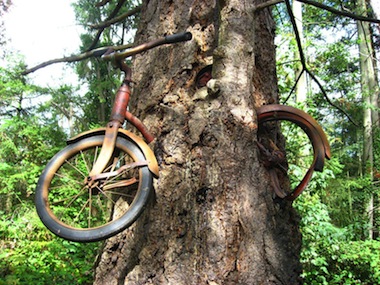tree.jpg