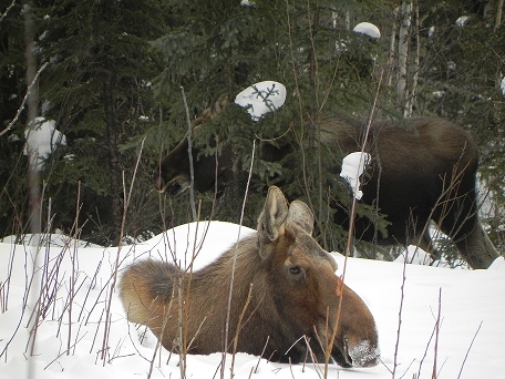 moose.jpg