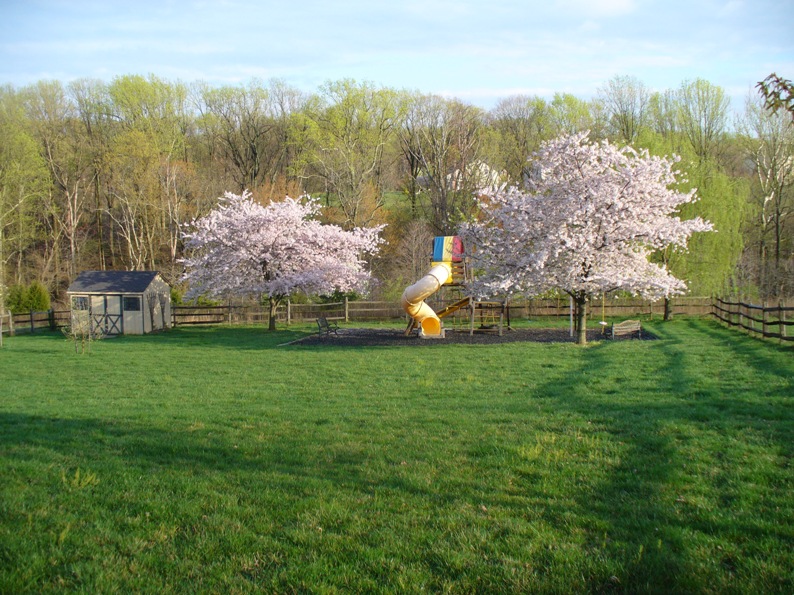 copy Backyard & Son 017.jpg