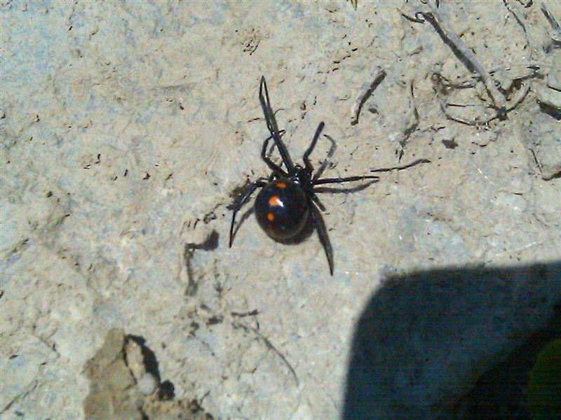 northern black widow2 (Medium).JPG
