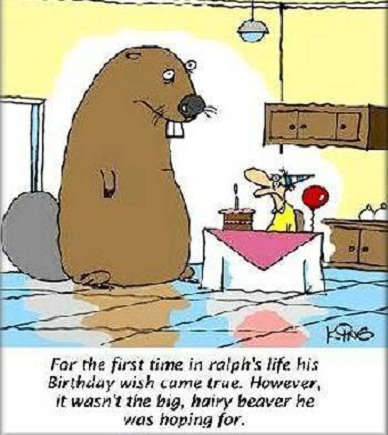 HairyBeaver.jpg