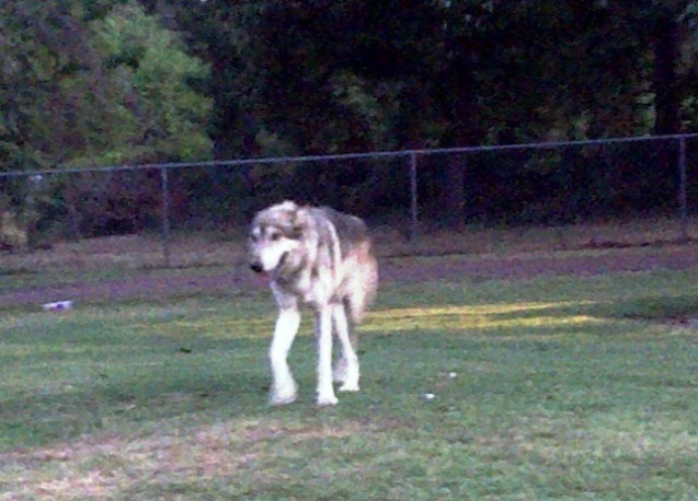Wolf in da hood.jpg
