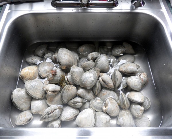 clams in sink.jpg