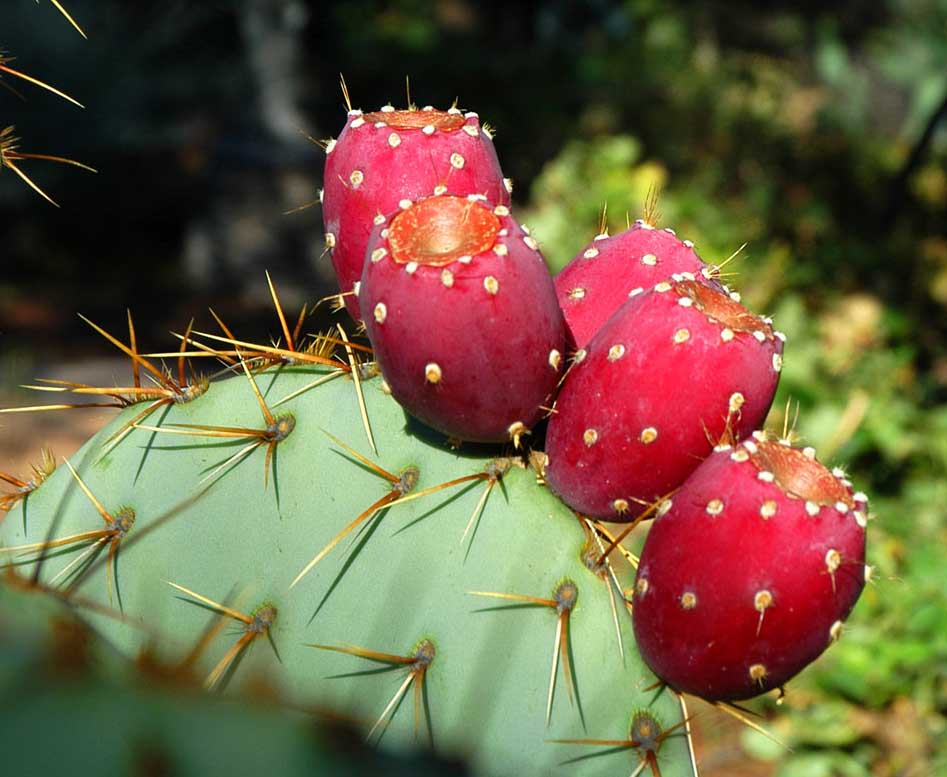 NM-prickly-pear-cactus.jpg