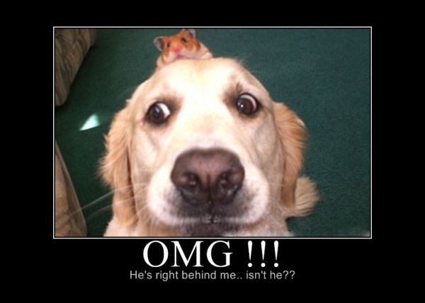 Demotivational-pictures-omg.jpg