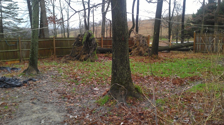 fenced yard.jpg