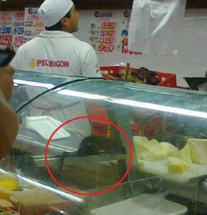 rat-rayon-fromage.jpg