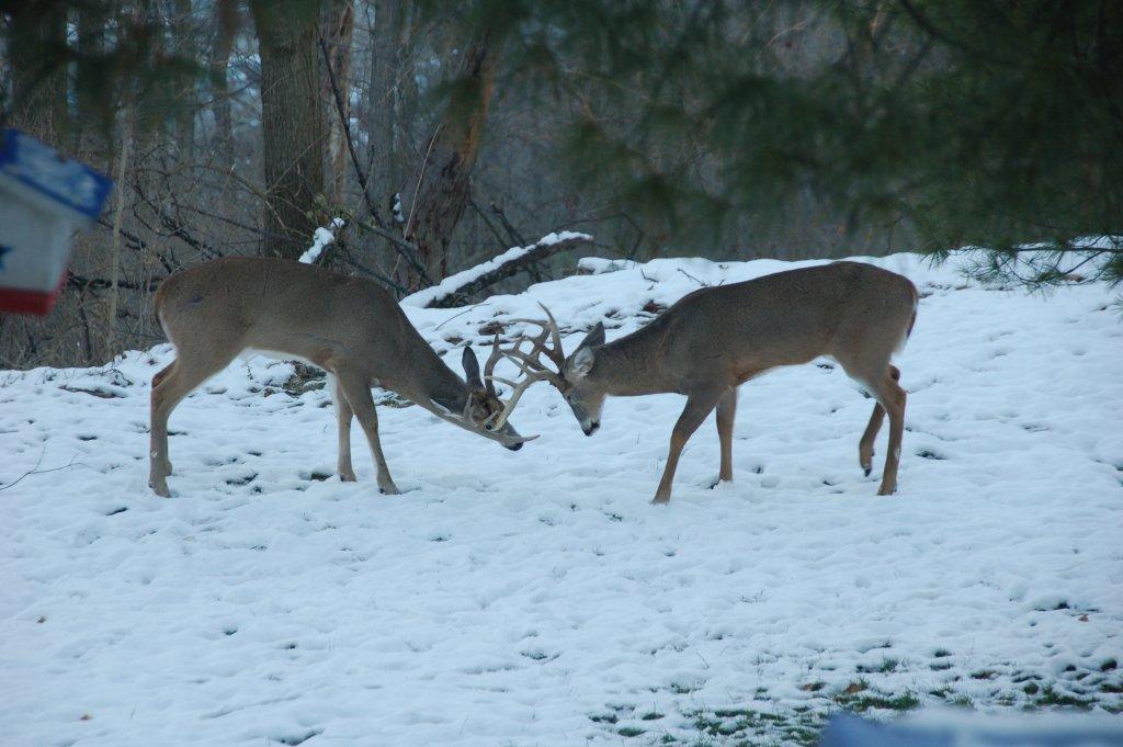 Buck rl109.JPG