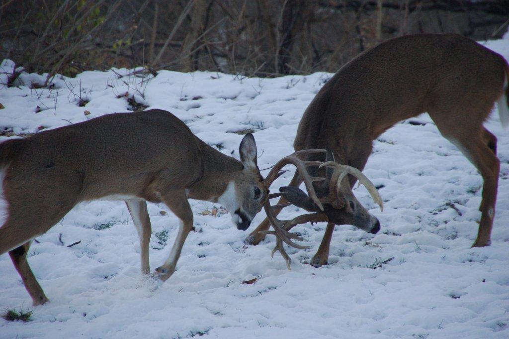 Buck rl148.JPG