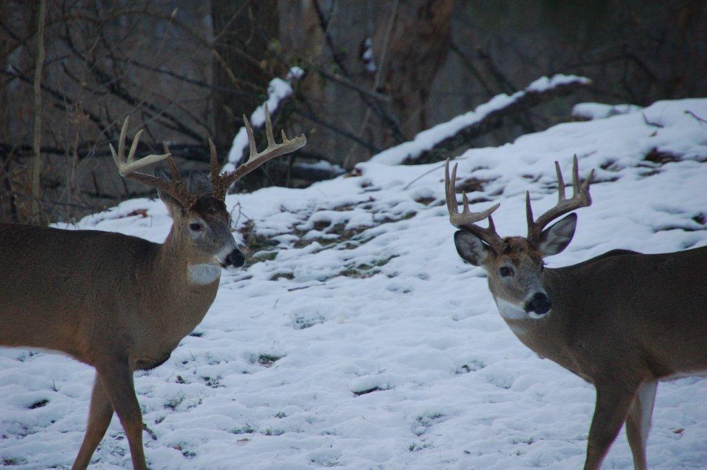 Buck rl144.JPG