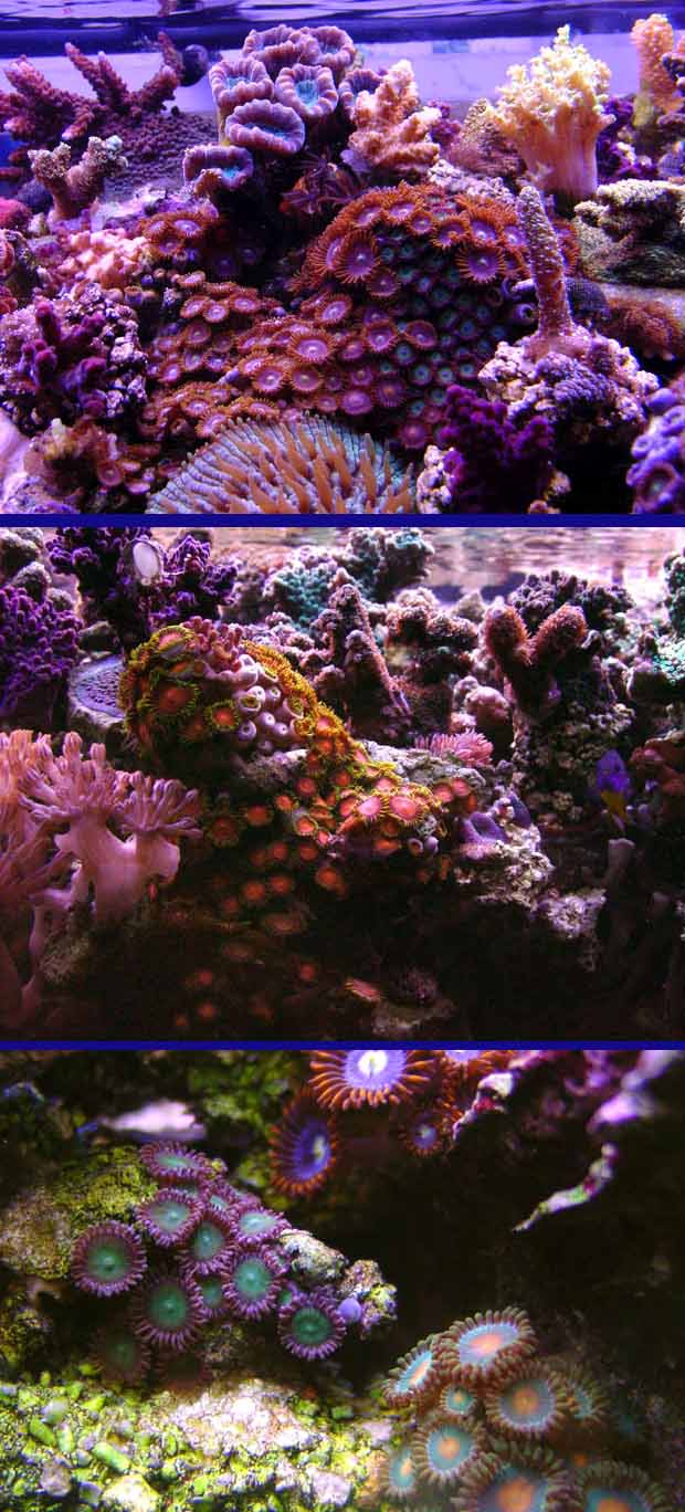 Fish tank.jpg