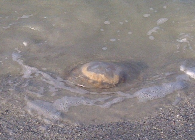 Boca Ciega-20130125-00333.jpg