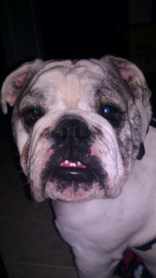 dudley.jpg