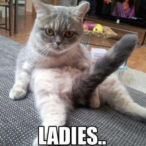 cat.jpg