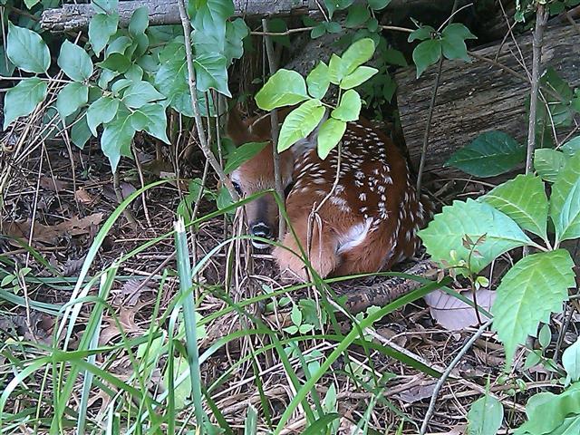 deer fawn (Small).JPG