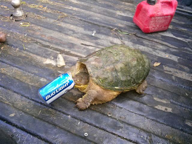 Turtle bud light (Small).JPG