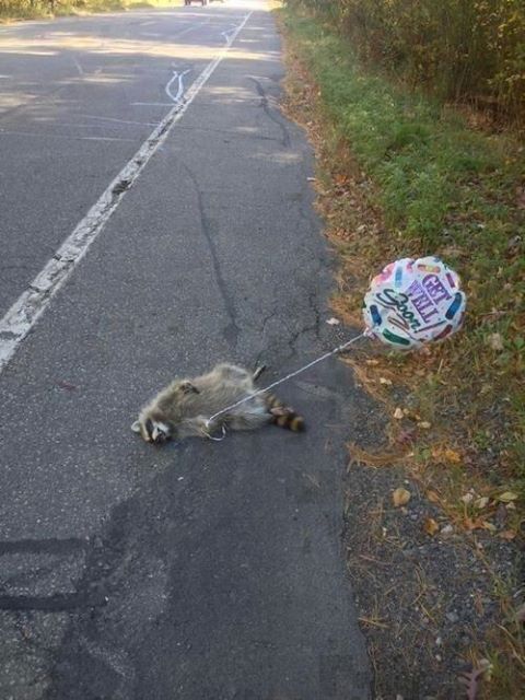 Racoon.jpg