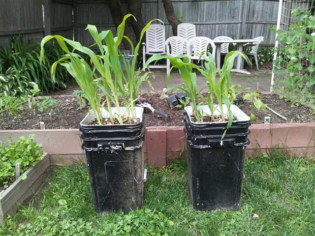 Numi Corn 6-16-13 (Small).jpg