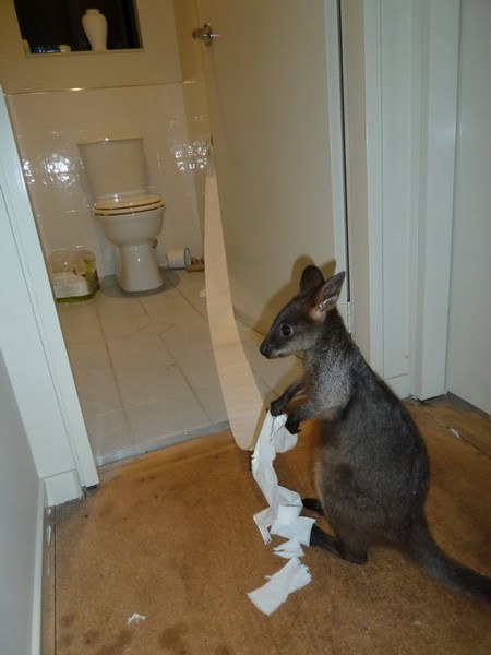 kangaroo-toilet-paper.jpg