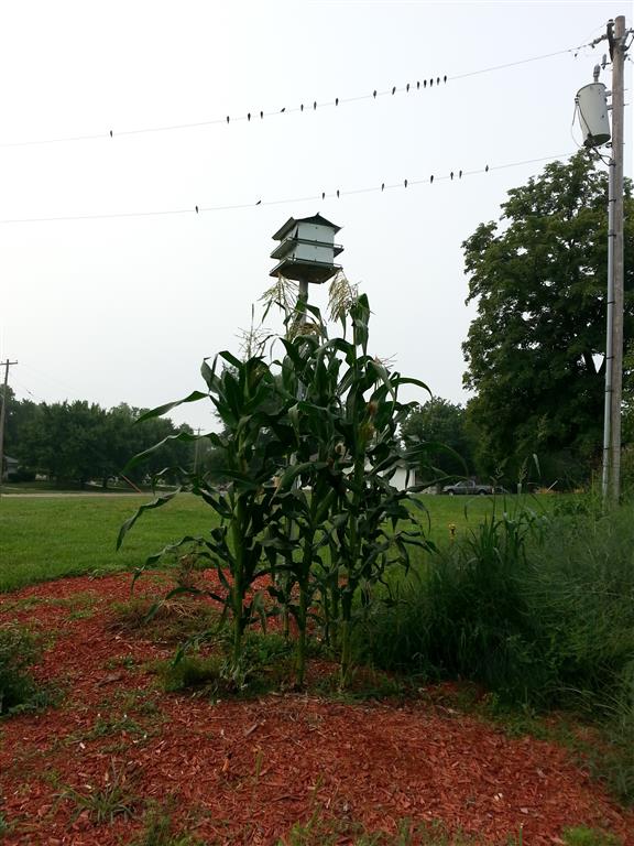 20130806_075006 (Medium).jpg