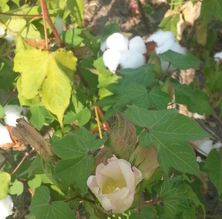 cotton.jpg