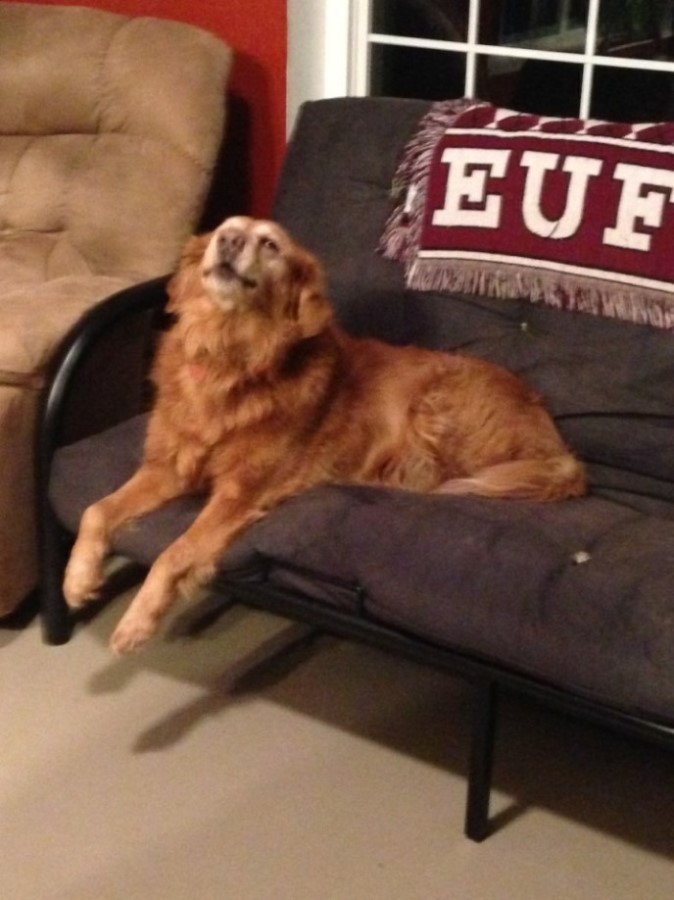 Happy Dog 2.jpg