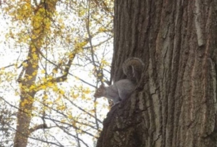 Squirrel.jpg