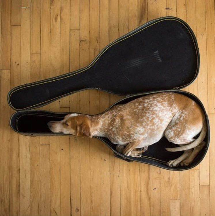 guitar puppy-dog.jpg