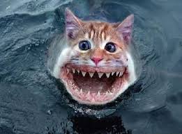 CATFISH.jpg