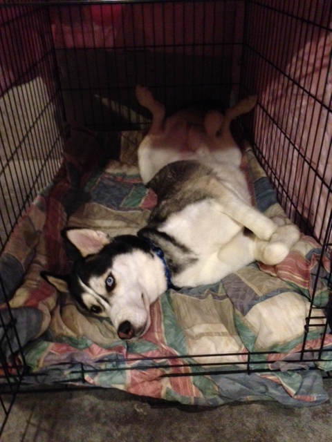 LouieDog.JPG