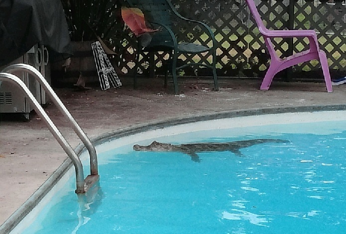 Pool Gator.jpg