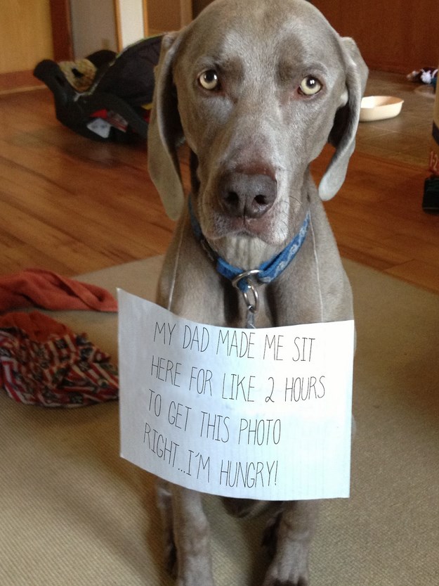6 Honest Dog Shaming Photos 002.jpg