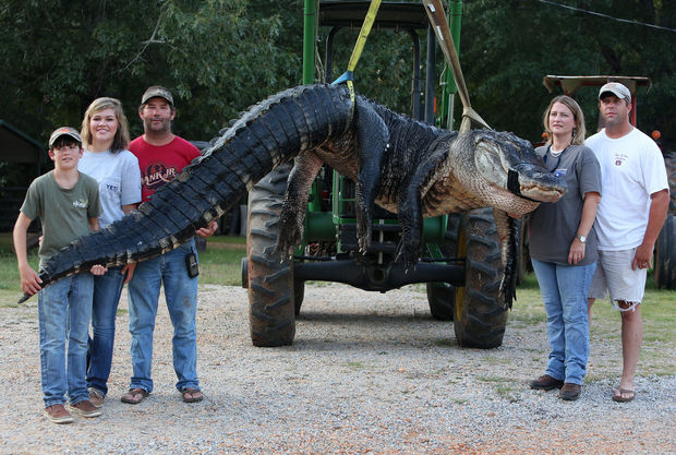 Gator.jpg