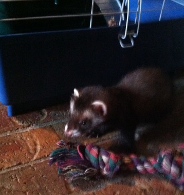 ferret.001.jpg