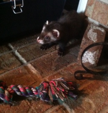 ferret.002.jpg