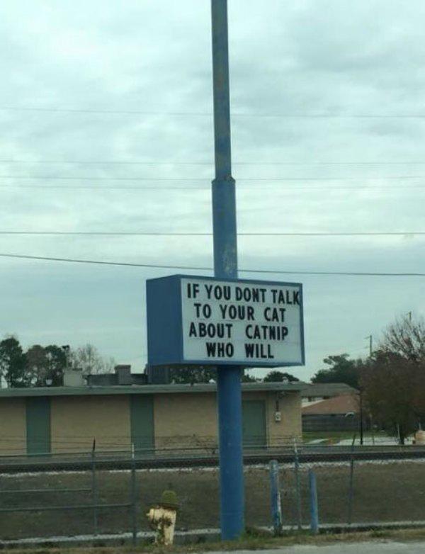 Catnip.jpg