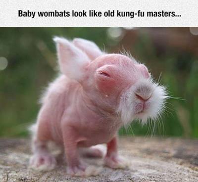 Baby Wombat.jpg