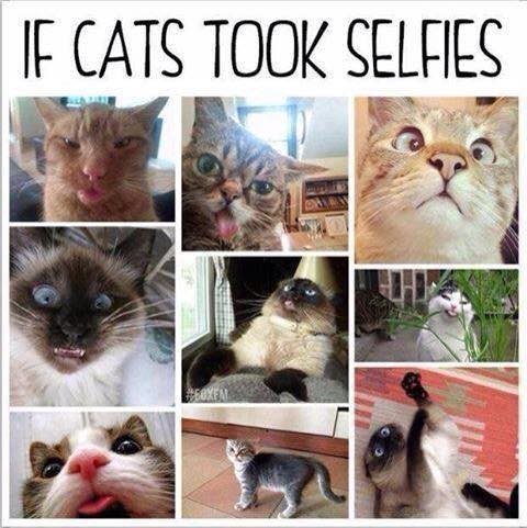 11081469_754690911317749_2239026831267711855_n.jpg