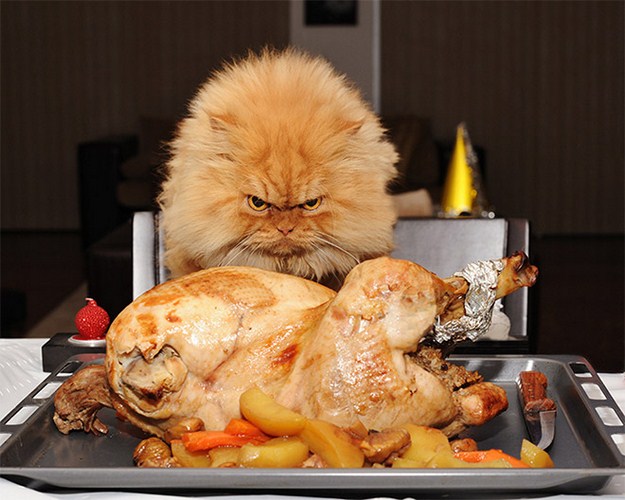 This-animals-are-trying-to-eat-yummy-foods-06.jpg