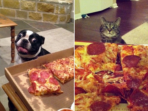This-animals-are-trying-to-eat-yummy-foods-12.jpg