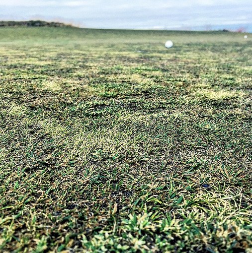 us open greens.jpg