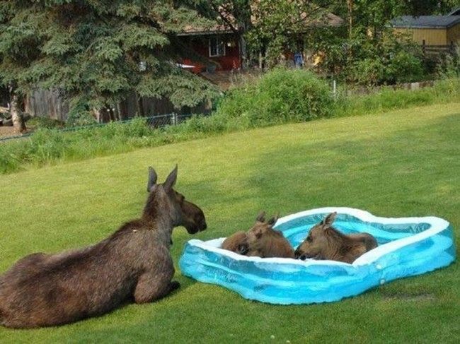 Summer-At-The-Pool-01.jpg